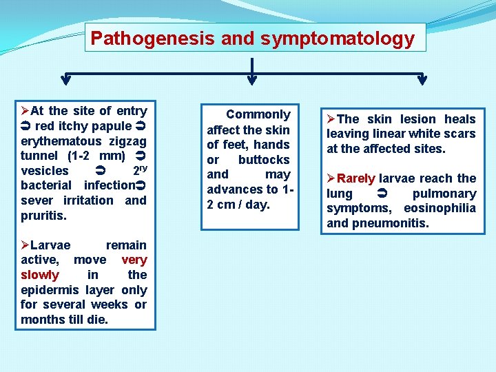 Pathogenesis and symptomatology ØAt the site of entry red itchy papule erythematous zigzag tunnel