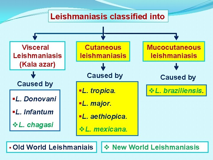 Leishmaniasis classified into Visceral Leishmaniasis (Kala azar) Cutaneous leishmaniasis Caused by §L. Donovani §L.