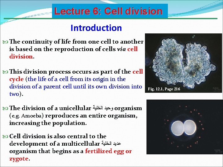 Lecture 6 Cell division Introduction The continuity of