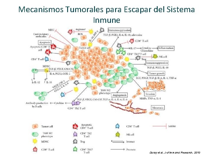 Mecanismos Tumorales para Escapar del Sistema Inmune Duray et al, J of Immunol Research,