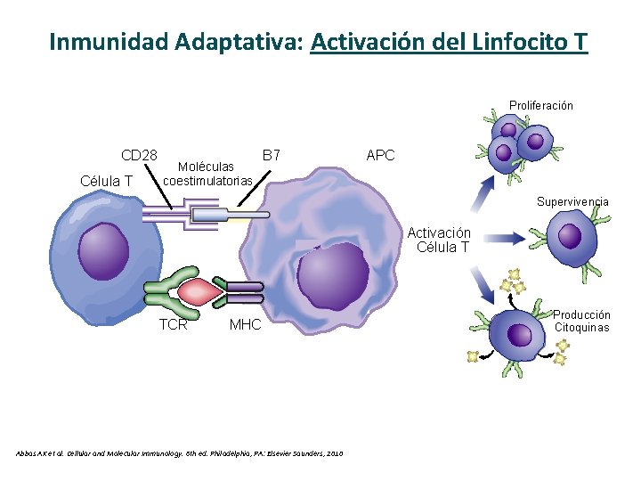Inmunidad Adaptativa: Activación del Linfocito T Proliferación CD 28 Célula T Moléculas coestimulatorias B