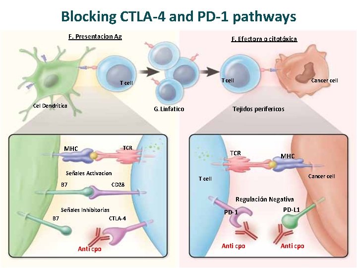 Blocking CTLA-4 and PD-1 pathways F. Presentacion Ag F. Efectora o citotóxica T cell