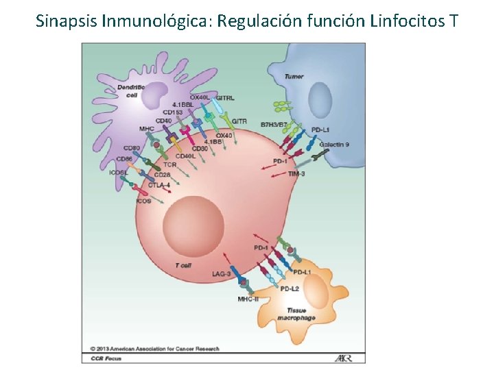 Sinapsis Inmunológica: Regulación función Linfocitos T 
