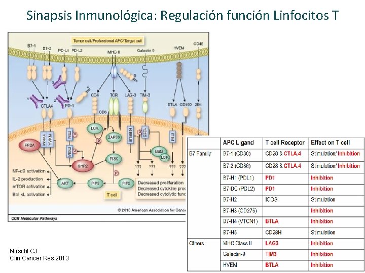 Sinapsis Inmunológica: Regulación función Linfocitos T Nirschl CJ Clin Cancer Res 2013 