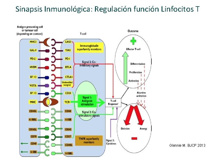 Sinapsis Inmunológica: Regulación función Linfocitos T Glennie M. BJCP 2013 