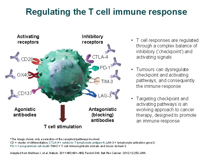 Regulating the T cell immune response Activating receptors Inhibitory receptors CTLA-4 CD 28 PD-1