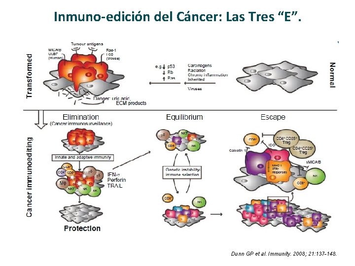 Inmuno-edición del Cáncer: Las Tres “E”. Dunn GP et al. Immunity. 2008; 21: 137