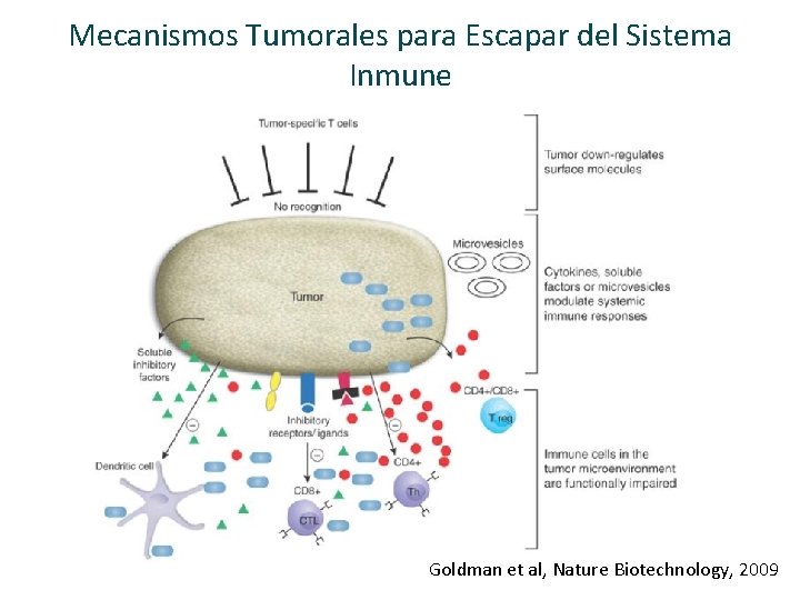 Mecanismos Tumorales para Escapar del Sistema Inmune Goldman et al, Nature Biotechnology, 2009 