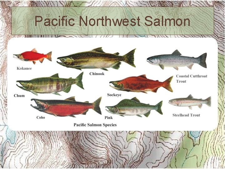 Pacific Northwest Salmon 