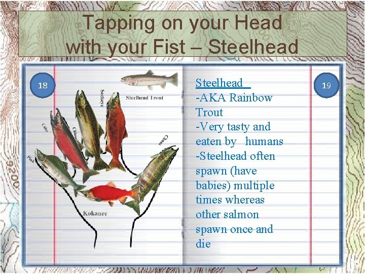 Tapping on your Head with your Fist – Steelhead 18 Steelhead -AKA Rainbow Trout