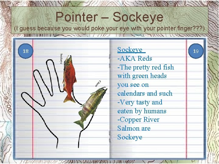 Pointer – Sockeye (I guess because you would poke your eye with your pointer