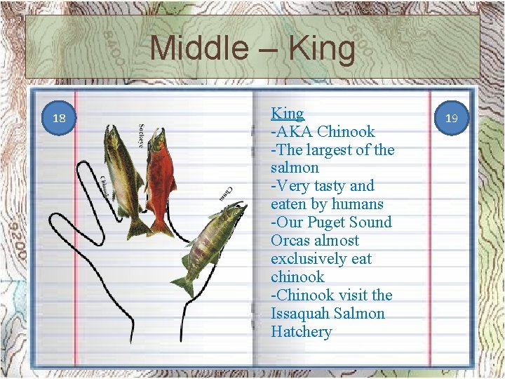 Middle – King 18 King -AKA Chinook -The largest of the salmon -Very tasty