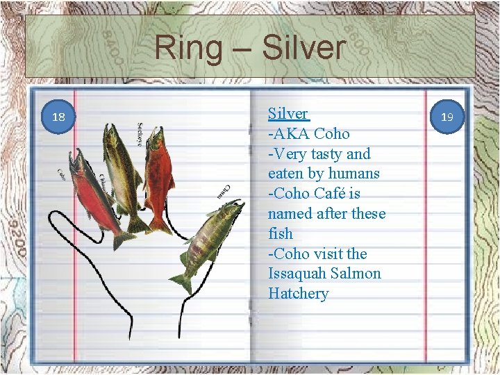 Ring – Silver 18 Silver -AKA Coho -Very tasty and eaten by humans -Coho