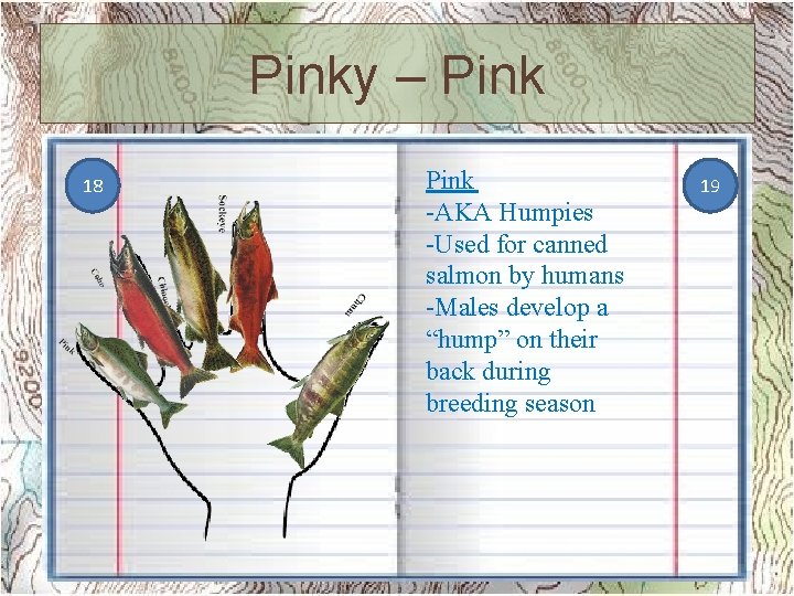 Pinky – Pink 18 Pink -AKA Humpies -Used for canned salmon by humans -Males