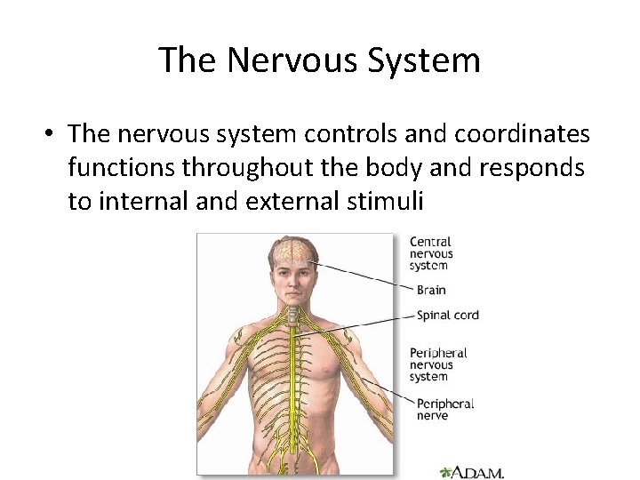 Control Systems In The Body Nervous System RelaxItll be okay Homeostasis Keeping things