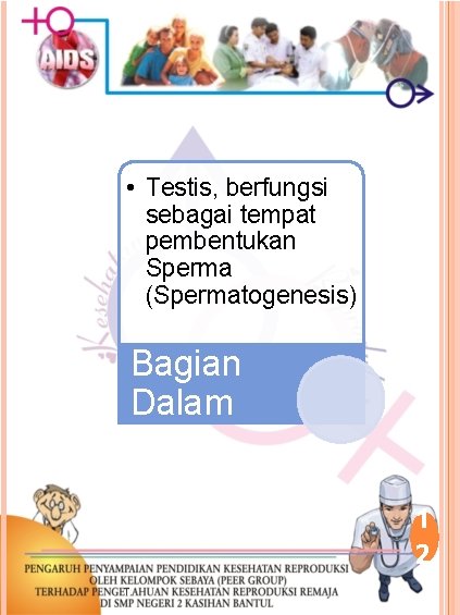  • Testis, berfungsi sebagai tempat pembentukan Sperma (Spermatogenesis) Bagian Dalam 1 2 T