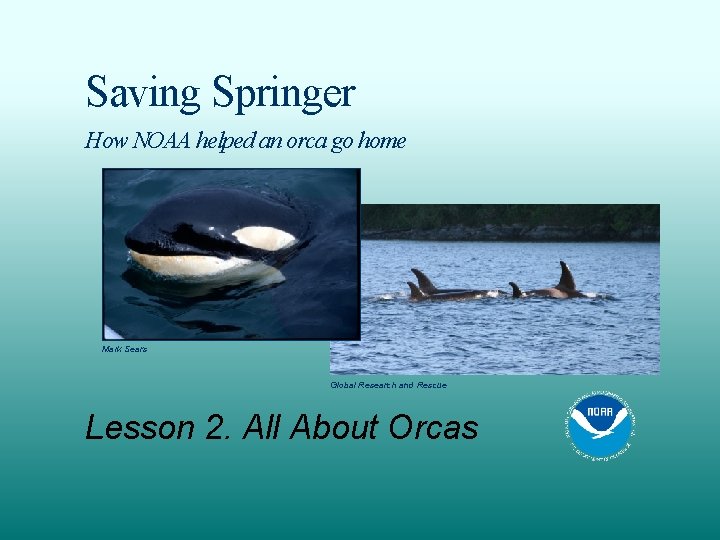 Saving Springer How Noaa Helped An Orca Go