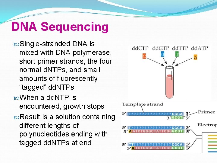 DNA Sequencing Single-stranded DNA is mixed with DNA polymerase, short primer strands, the four