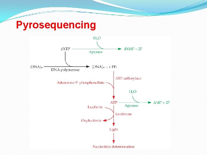 Pyrosequencing 