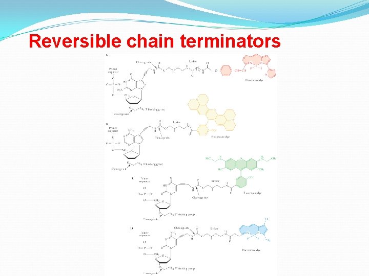 Reversible chain terminators 