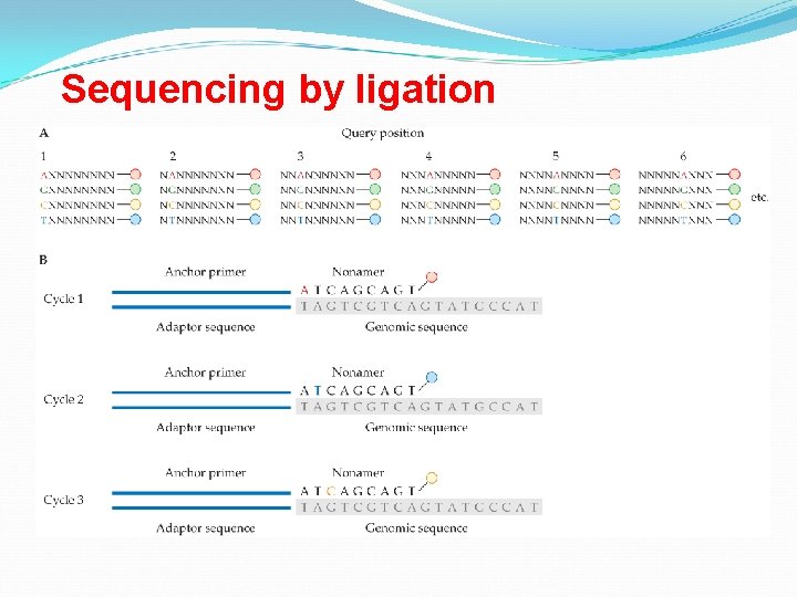 Sequencing by ligation 