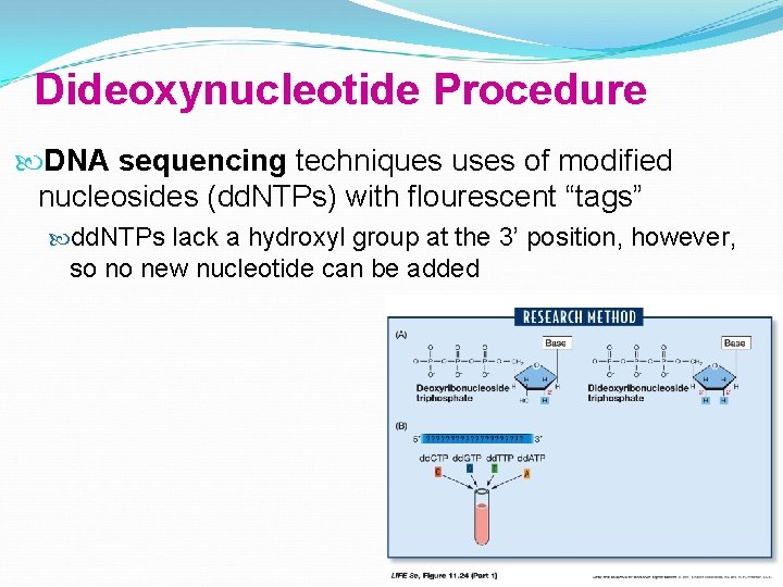 Dideoxynucleotide Procedure DNA sequencing techniques uses of modified nucleosides (dd. NTPs) with flourescent “tags”