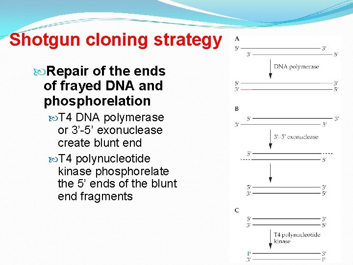 Shotgun cloning strategy Repair of the ends of frayed DNA and phosphorelation T 4