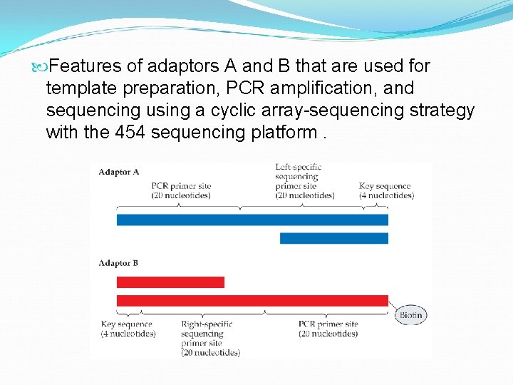  Features of adaptors A and B that are used for template preparation, PCR
