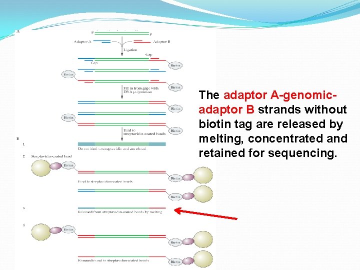 The adaptor A-genomicadaptor B strands without biotin tag are released by melting, concentrated and