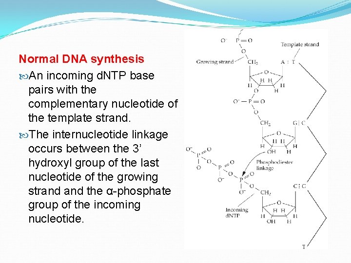 Normal DNA synthesis An incoming d. NTP base pairs with the complementary nucleotide of