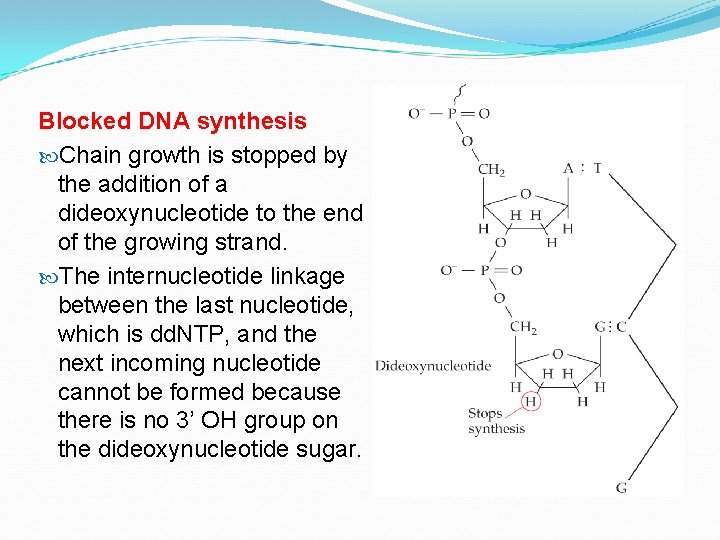 Blocked DNA synthesis Chain growth is stopped by the addition of a dideoxynucleotide to