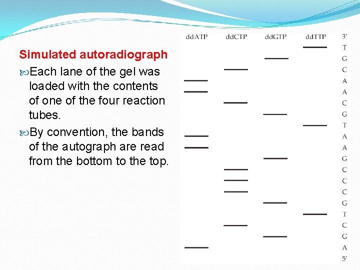 Simulated autoradiograph Each lane of the gel was loaded with the contents of one