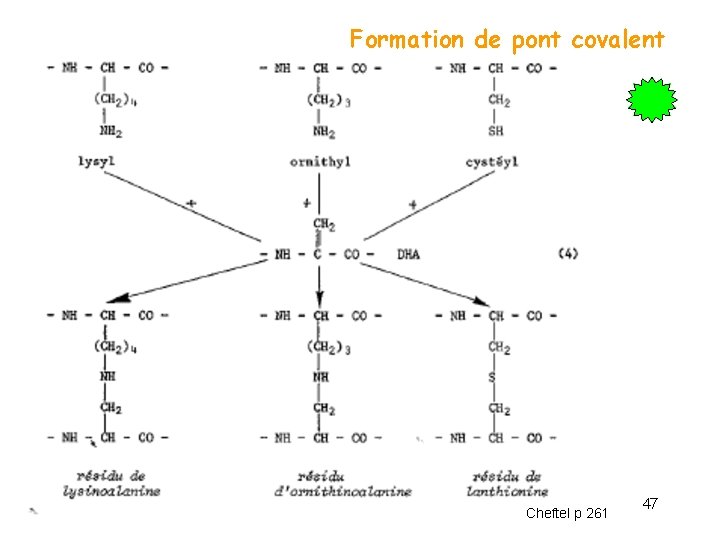 Formation de pont covalent Chap 5 - Protéines alimentaires. Cheftel p 261 47 