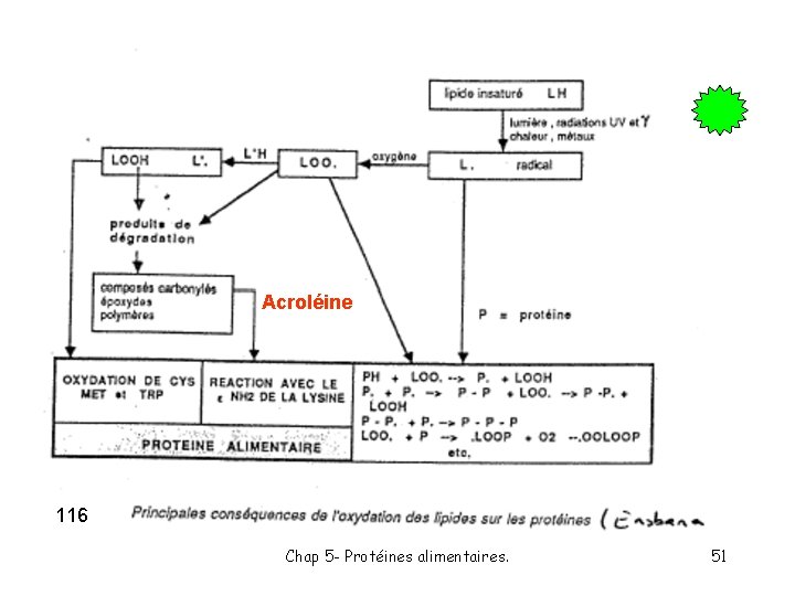 Acroléine 116 Chap 5 - Protéines alimentaires. 51 