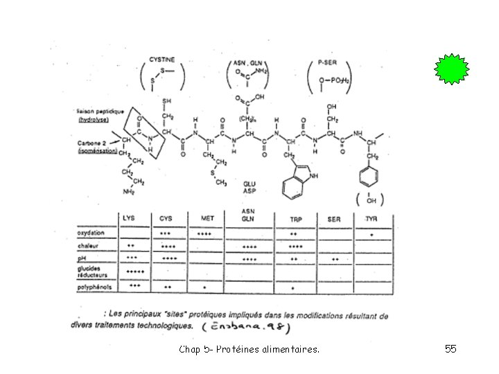 Chap 5 - Protéines alimentaires. 55 