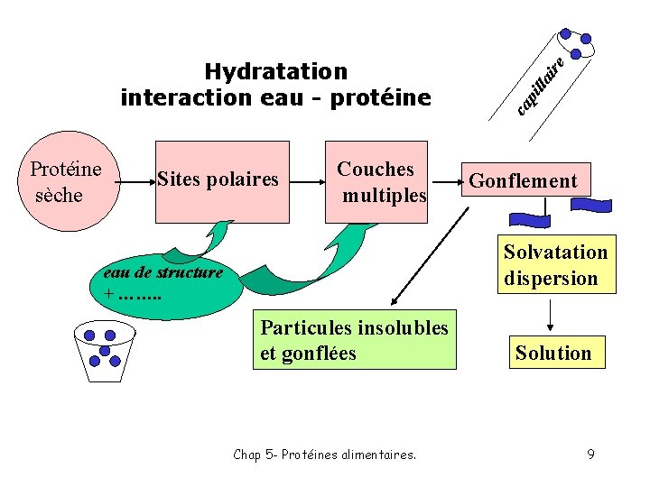Protéine sèche Sites polaires Couches multiples e lai r pil ca Hydratation interaction eau