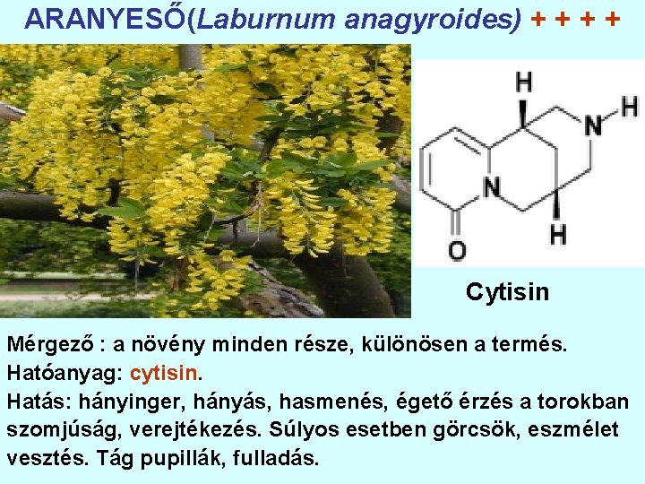 ARANYESŐ(Laburnum anagyroides) + + Cytisin Mérgező : a növény minden része, különösen a termés.