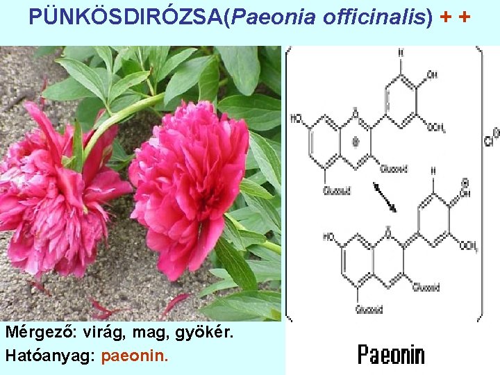 PÜNKÖSDIRÓZSA(Paeonia officinalis) + + Mérgező: virág, mag, gyökér. Hatóanyag: paeonin. 