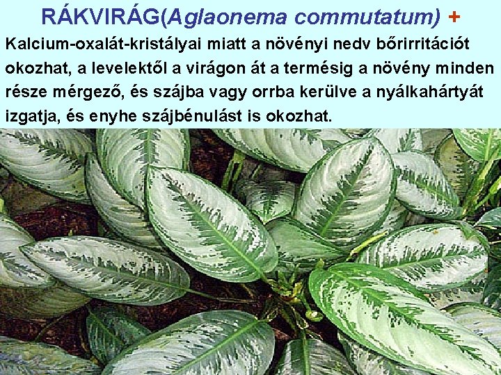 RÁKVIRÁG(Aglaonema commutatum) + Kalcium-oxalát-kristályai miatt a növényi nedv bőrirritációt okozhat, a levelektől a virágon