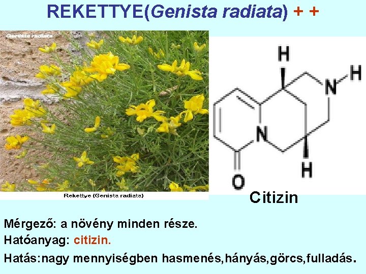 REKETTYE(Genista radiata) + + Citizin Mérgező: a növény minden része. Hatóanyag: citizin. Hatás: nagy