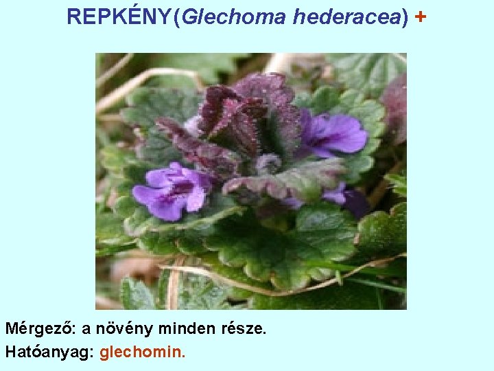 REPKÉNY(Glechoma hederacea) + Mérgező: a növény minden része. Hatóanyag: glechomin. 