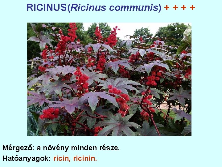 RICINUS(Ricinus communis) + + Mérgező: a növény minden része. Hatóanyagok: ricin, ricinin. 