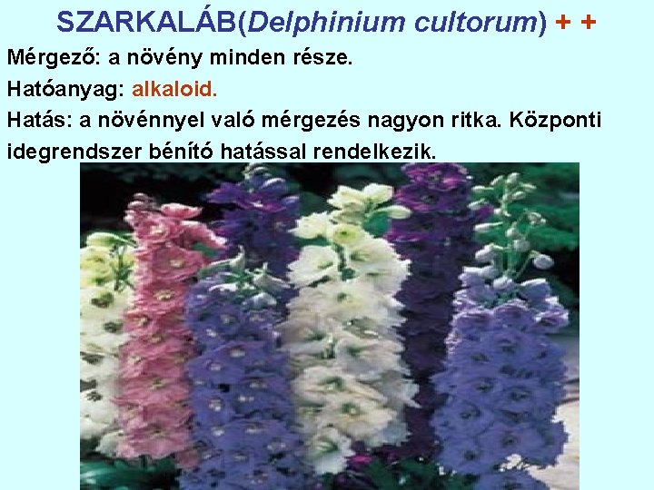 SZARKALÁB(Delphinium cultorum) + + Mérgező: a növény minden része. Hatóanyag: alkaloid. Hatás: a növénnyel