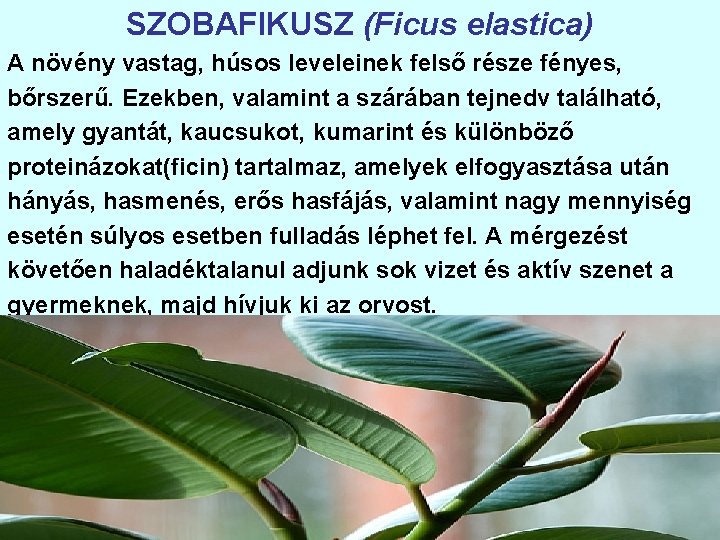 SZOBAFIKUSZ (Ficus elastica) A növény vastag, húsos leveleinek felső része fényes, bőrszerű. Ezekben, valamint