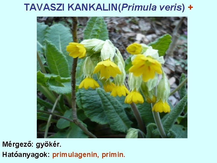 TAVASZI KANKALIN(Primula veris) + Mérgező: gyökér. Hatóanyagok: primulagenin, primin. 