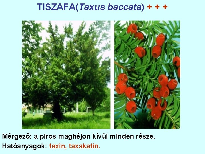 TISZAFA(Taxus baccata) + + + Mérgező: a piros maghéjon kívül minden része. Hatóanyagok: taxin,