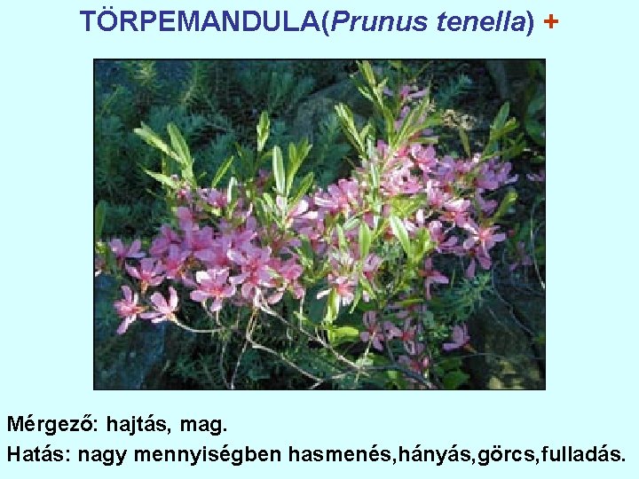 TÖRPEMANDULA(Prunus tenella) + Mérgező: hajtás, mag. Hatás: nagy mennyiségben hasmenés, hányás, görcs, fulladás. 