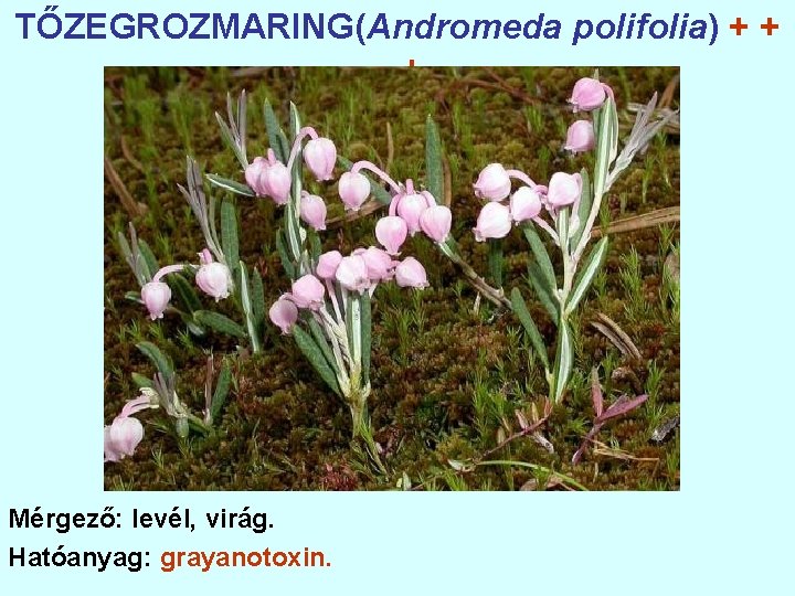 TŐZEGROZMARING(Andromeda polifolia) + + + Mérgező: levél, virág. Hatóanyag: grayanotoxin. 