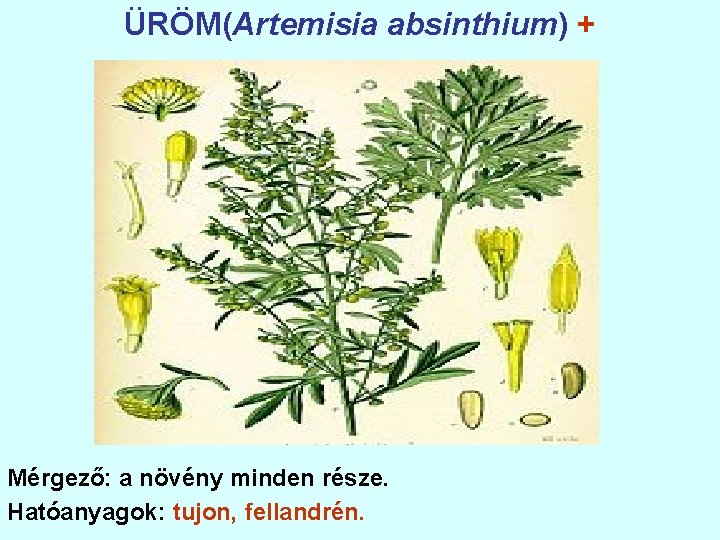 ÜRÖM(Artemisia absinthium) + Mérgező: a növény minden része. Hatóanyagok: tujon, fellandrén. 