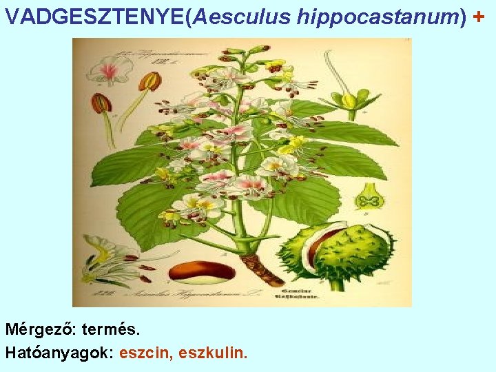 VADGESZTENYE(Aesculus hippocastanum) + Mérgező: termés. Hatóanyagok: eszcin, eszkulin. 